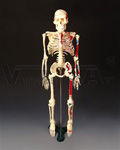 Painted Big Tim Skeleton